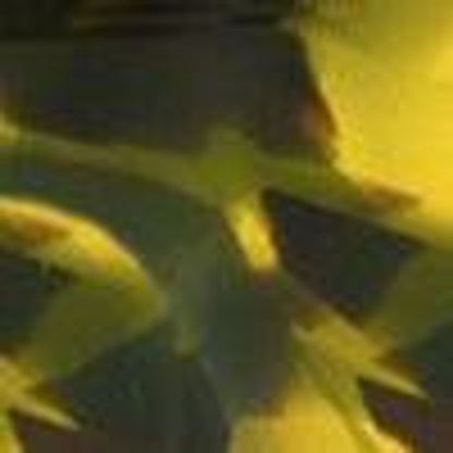 Yellow Tortoise-swatch