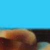 Tortoise with Light Blue-swatch